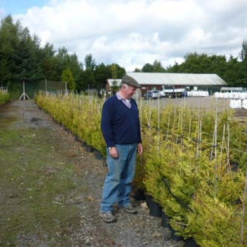 60-90cm Pot Grown Golden Castlewellan Leylandii Hedge | ScotPlants Direct